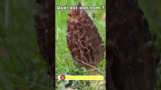 ⏱️ 1 minute pour réviser 6 champignons 🍄 communs épisode 1 quiz nature [upl. by Deming]