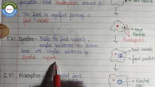 Nutrition in Amoeba Chapter6  Life Process Class10th  cbse class10 [upl. by Mayworm]