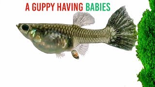 A Guppy Having Babies [upl. by Aivizt]