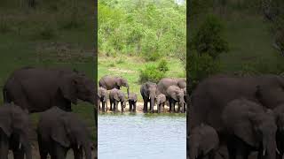 Elephant at Kruger National Park South Africa [upl. by Nolitta]