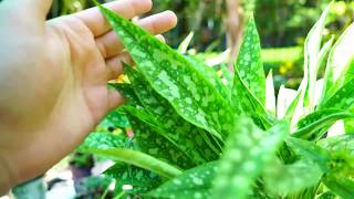 Lungwort Pulmonaria Growing and Heat Tips [upl. by Hasen]