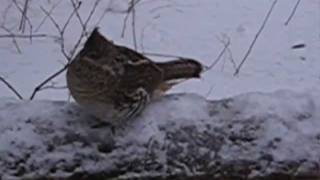 La gélinotte huppée du Parc de la Gatineau  Ruffed grouse in Gatineau Park [upl. by Leciram]