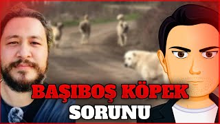 Burhi Erlik  Başıboş Köpek Sorunu [upl. by Pengelly]