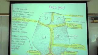 THE SKELETAL SYSTEM INTRO TO OSTEOLOGY by professor fink [upl. by Ihcalam]