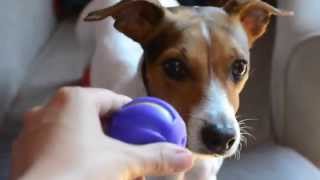 PetSecret Marzo VoToys  Pelotas para perros pequeños [upl. by Alma]