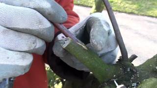 Tree Grafting Technique  Greffes darbres  Fruitboom Enten [upl. by Paula]