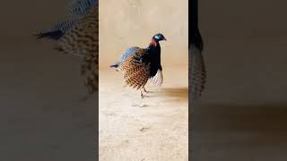 black francolin teetarkimasti bird bird teeterkiawaz [upl. by Plantagenet]