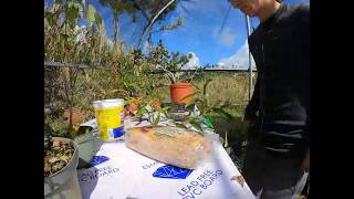 Pitcher plant propagation by cuttings [upl. by Yeung]