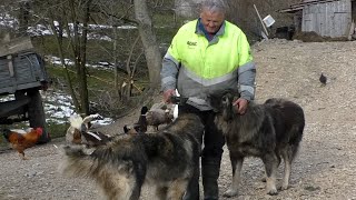 OVCE I KOZE SU MI SPASILE ŽIVOT OD SIGURNE SMRTI [upl. by Vatsug]