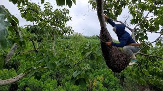 Tiết tục thu hoạch những tổ mật ong cuối mùa trên những ngọn đỉnh cây cực kỳ nguy hiểm [upl. by Verdi]