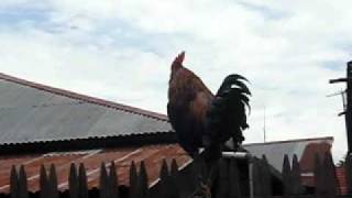 AYAM KETAWA SUPERNYAI RONGGENG [upl. by Trebo429]