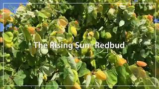 The Rising Sun™ Redbud [upl. by Neahs]