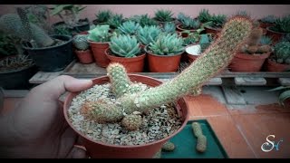 How to grow Cactus from Cuttings [upl. by Emmett542]