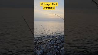 Rock Fishing Sunset surprise fishing moray eelatack morayeel [upl. by Mellette458]