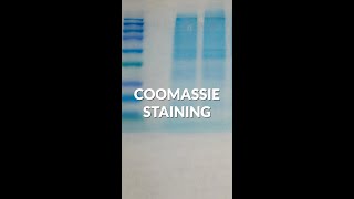 How Coomassie staining works in protein analysis shorts [upl. by Cypro]