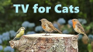 Cat TV  Birds for Cats to Watch in Blue Flower Garden [upl. by Ennayllek]