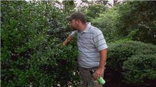 Pest Control  How to Keep Bees Out of Shrubs [upl. by Eisele]