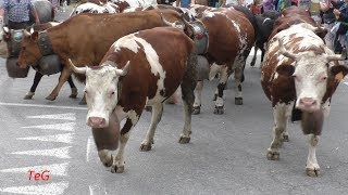 Transumanza di mucche per le vie di Pont Canavese 2019 [upl. by Kylstra]