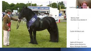 Training and Showing the Ridden Dales Pony [upl. by Berlyn129]