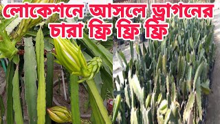 AHAD Garden is live🌱পিং রোজ হলুদ ড্রাগনের চারা ফ্রি ফ্রি অফার চলছে [upl. by Aldredge]