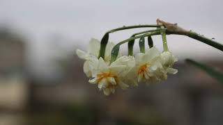 Newroz  Kurdish New Year [upl. by Nilrak]