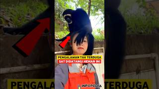 Pengalaman Menarik Saat Bertemu Hewan Liar  INFOPEDIA [upl. by Petrina]