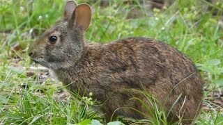 Marsh Rabbit Munches on Some Fine Florida Grass [upl. by Ekard]