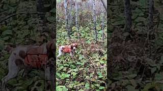 PERFECT POINT on a WOODCOCK bird hunt hunting bird birdhunting woodcock pointer birddog [upl. by Zanlog]