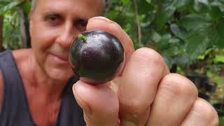 I Encourage You To Plant amp Grow JABOTICABA Today [upl. by Htezil]