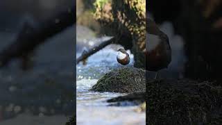 Dipper Along the River shorts dippers waterbirds aquaticsongbird mindfulness relaxingvideo [upl. by Asirrak58]