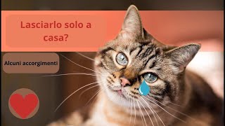 quotCome Lasciare il Gatto da Solo a Casa Ecco i Nostri Consigli Praticiquot [upl. by Shama]