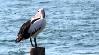 Australian Pelican Pelecanus conspicillatus  Brillenpelikan 4 [upl. by Notaek671]