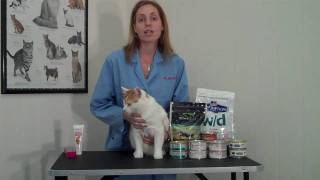 Recognizing and Managing Constipation in Cats [upl. by Hutt]