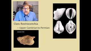 What are the major groups of fossil Molluscs [upl. by Niuqaoj]