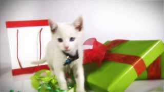 Hallmark Channels Kitten Bowl 2014 Holiday Tease [upl. by Kitrak]