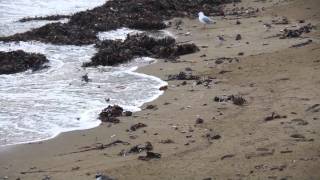 Shore Plover at Plimmerton New Zealand Rare endangered bird [upl. by Ayk182]