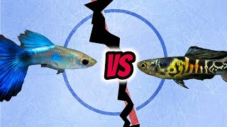 Aquarium Fish Faceoff Endler vs Guppy [upl. by Boot]