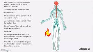 Nervceller och Nervsystemet [upl. by Eed750]