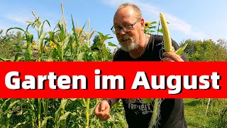 Garten im August  von Kohl Mais Saatgut leckerem Salat zum Grillen und einer Zeitreise [upl. by Adohr]