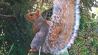 Squirrel kill in Fenn trap Graphic content [upl. by Tavis570]