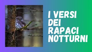 I Versi dei Rapaci Notturni Canti e Richiami [upl. by Samy]