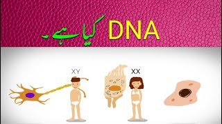 Genes DNA and Chromosomes explained Urdu  جینز اور ڈی این اے کیا ہے؟ [upl. by Suvart]