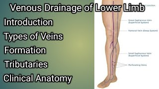 Venous Drainage of Lower limb [upl. by Edva377]