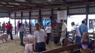 How to show pigs at the fair [upl. by Einon]