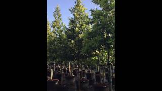 Calophyllum Brasiliensis  TreeWorld Wholesale [upl. by Ruddy]