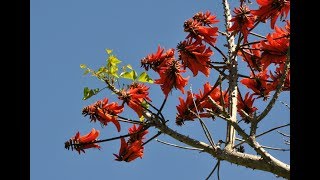 Erythrina Coral Tree Unusual Bonsai [upl. by Atekihs]