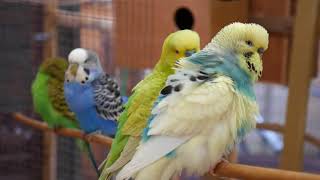 30 Minutes of Budgies and Cockatiels playing singing in their aviary [upl. by Sup]