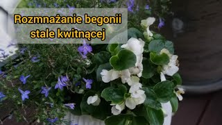 Begonia stale kwitnąca rozmnażanie z nasion i sadzonek zielonych [upl. by Ahsiloc457]