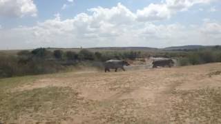 Masai Mara Kenya  hippos running [upl. by Feil831]