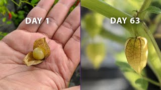 How to grow Physalis from storebought fruits or seeds at home [upl. by Darahs572]